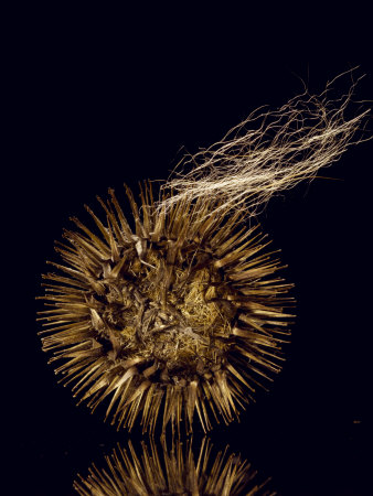 A Burdock Seed Pod With Dog Hair by Robert Clark Pricing Limited Edition Print image