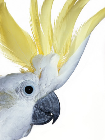 Portrait Of A Sulphur Crested Cockatoo by Robert Clark Pricing Limited Edition Print image