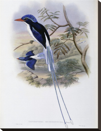 Port-Moresby Racket-Tailed Kingfisher by John Gould Pricing Limited Edition Print image