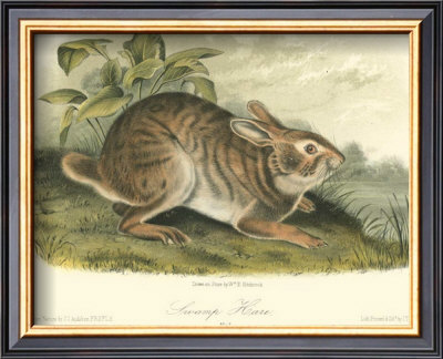 Swamp Hare by John James Audubon Pricing Limited Edition Print image