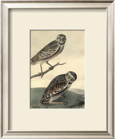 Burrowing Day Owl by John James Audubon Pricing Limited Edition Print image