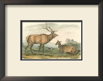 American Elk And Deer by John James Audubon Pricing Limited Edition Print image