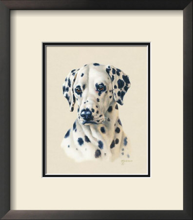 Dalmatian by Judy Gibson Pricing Limited Edition Print image