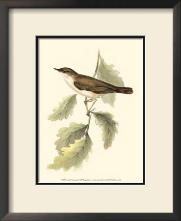 Nightingale by John Gould Pricing Limited Edition Print image