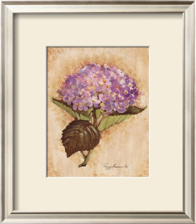 Blooming Hydrangea by Peggy Abrams Pricing Limited Edition Print image