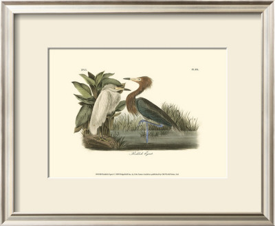 Reddish Egret by John James Audubon Pricing Limited Edition Print image