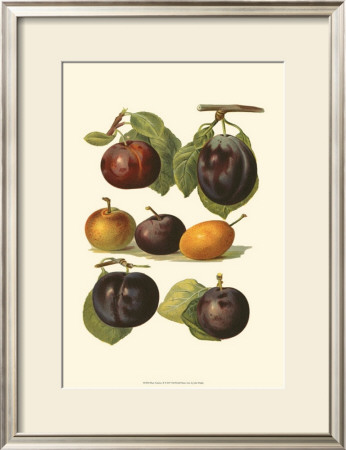 Plum Varieties Ii by John Wright Pricing Limited Edition Print image