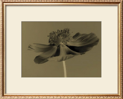 Poppy by Michael Mccullough Pricing Limited Edition Print image