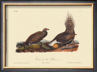 Cock Of The Plains by John James Audubon Pricing Limited Edition Print image