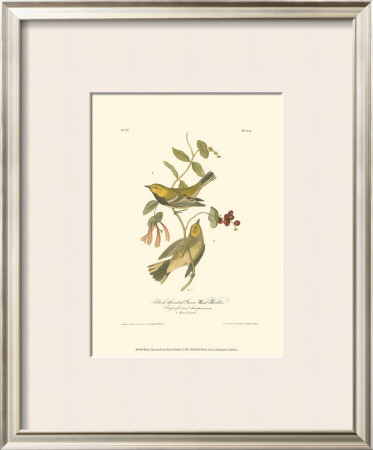 Black-Throated Green Wood Warbler by John James Audubon Pricing Limited Edition Print image