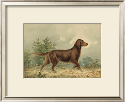 Irish Setter I by Alexander Pope Pricing Limited Edition Print image