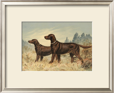 Irish Setter Ii by Alexander Pope Pricing Limited Edition Print image