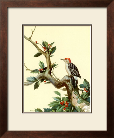 Red-Bellied Woodpecker by Roger Tory Peterson Pricing Limited Edition Print image