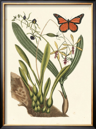 Butterfly And Botanical Iv by Mark Catesby Pricing Limited Edition Print image