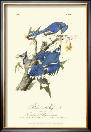 Blue Jays by John James Audubon Pricing Limited Edition Print image