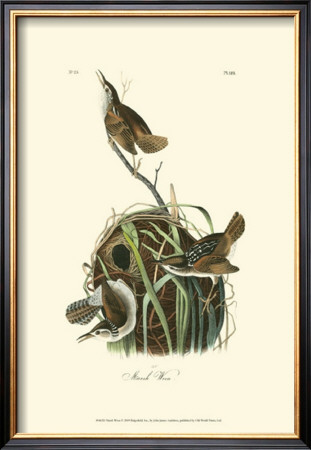 Marsh Wren by John James Audubon Pricing Limited Edition Print image