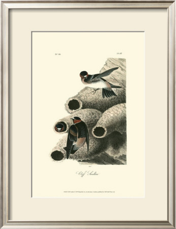 Cliff Swallow by John James Audubon Pricing Limited Edition Print image