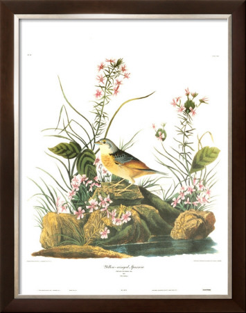 Yellow-Winged Sparrow by John James Audubon Pricing Limited Edition Print image