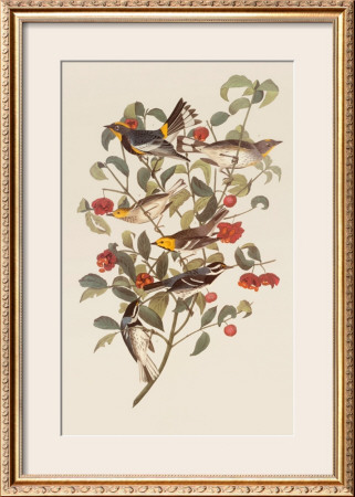 Audubon Warbler by John James Audubon Pricing Limited Edition Print image