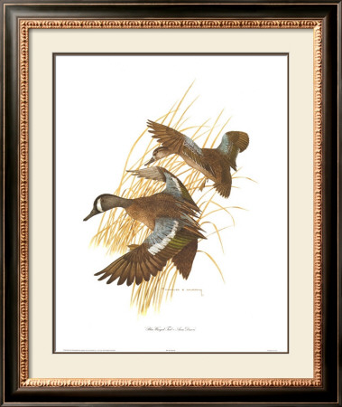 Blue Winged Teal by Charles Murphy Pricing Limited Edition Print image