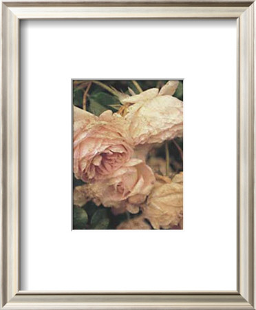Roses For Sophie I by Thea Schrack Pricing Limited Edition Print image