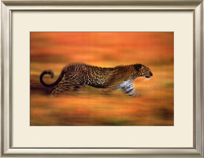 Panthera Leo, Course De Guepard by Steve Bloom Pricing Limited Edition Print image