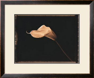 Calla Lily by Talli Rosner-Kozuch Pricing Limited Edition Print image