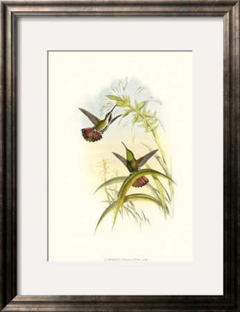 Gould Hummingbird I by John Gould Pricing Limited Edition Print image