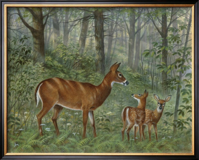 Deer Family I by Ron Jenkins Pricing Limited Edition Print image