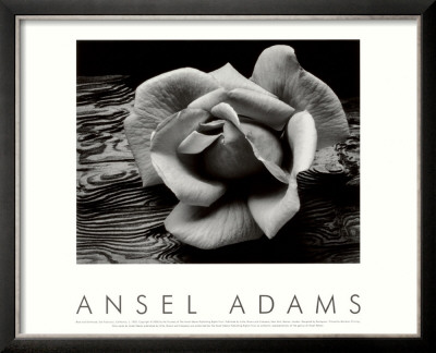 Rose And Driftwood, San Francisco, California by Ansel Adams Pricing Limited Edition Print image