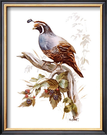 California Quail by Rick Bennett Pricing Limited Edition Print image