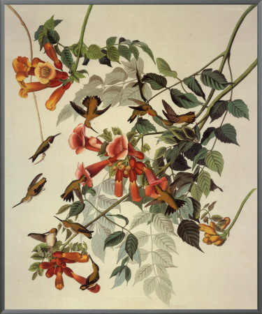 Ruby-Throated Hummingbird by John James Audubon Pricing Limited Edition Print image