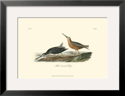 Red-Breasted Snipe by John James Audubon Pricing Limited Edition Print image