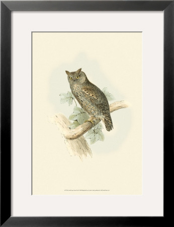 Scops-Eared Owl by John Gould Pricing Limited Edition Print image