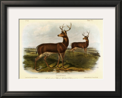 Black Tailed Deer by John James Audubon Pricing Limited Edition Print image