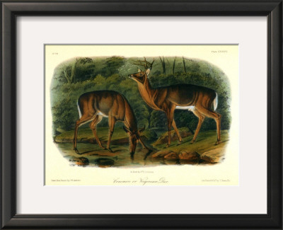 Virginian Deer by John James Audubon Pricing Limited Edition Print image