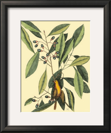 The Carolina Laurus by Mark Catesby Pricing Limited Edition Print image