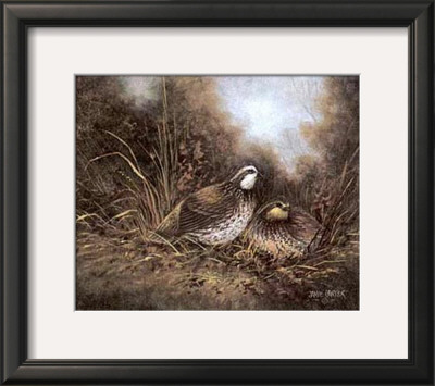 Quail Study by Jamie Carter Pricing Limited Edition Print image