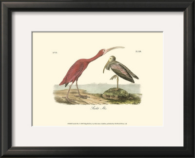 Scarlet Ibis by John James Audubon Pricing Limited Edition Print image