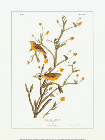 Yellow Red-Poll Warbler by John James Audubon Pricing Limited Edition Print image