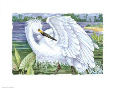 Snowy Egret by Paul Brent Pricing Limited Edition Print image