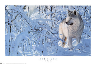 Arctic Wolf by Eric Bjorlin Pricing Limited Edition Print image