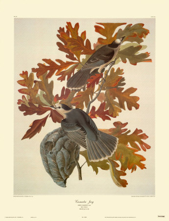 Canada Jay by John James Audubon Pricing Limited Edition Print image