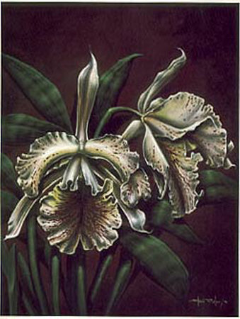 Cattleya Aurea I by Steve Butler Pricing Limited Edition Print image