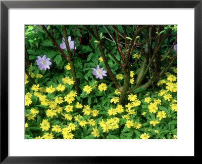 Anemone Ranunculoides Pleni Flora Anemone Nemorosa, May by John Glover Pricing Limited Edition Print image