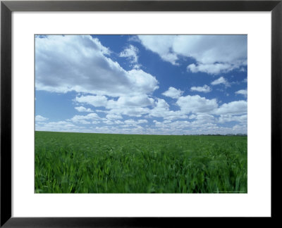 Winter Wheat And Clouds, Central Kentucky by Adam Jones Pricing Limited Edition Print image