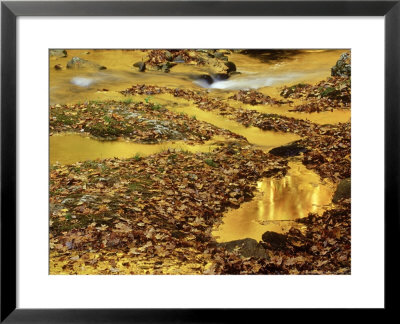 Autumn Colours, Reflected In Pools Along Little River, Great Smoky Mtns National Park, Tennessee by Adam Jones Pricing Limited Edition Print image