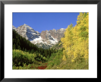 Quaking Aspens, And Maroon Bells In Autumn, Colorado by Adam Jones Pricing Limited Edition Print image
