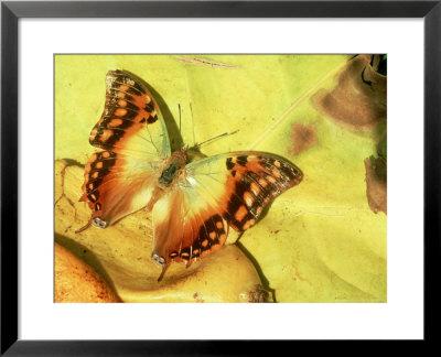 Green Veined Charaxes, Karura Forest, Kenya by Steve Turner Pricing Limited Edition Print image
