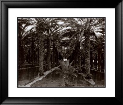Palm Grove, 1966 by Ansel Adams Pricing Limited Edition Print image